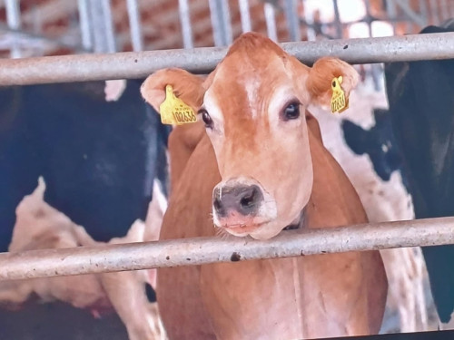 „ WAGYU GOURMET WEEKEND 2024 “